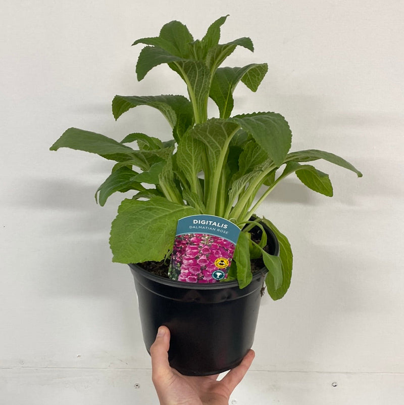 Digitalis purpurea 'Dalmation Rose' 9cm/1.5L/3L -