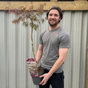 Acer palmatum dissectum 'Atropurpureum' Standard (100cm) -