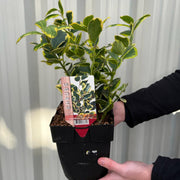 Ilex x altaclarensis 'Golden King' | Variegated Holly 9cm / 2L -