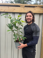 Magnolia liliflora 'Nigra' | Black Lily Magnolia | 3L -