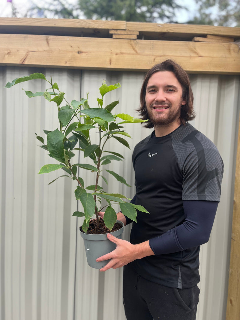 Magnolia liliflora 'Nigra' | Black Lily Magnolia | 3L -