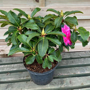 Rhododendron hybride 'Maxi Rose' 5L -