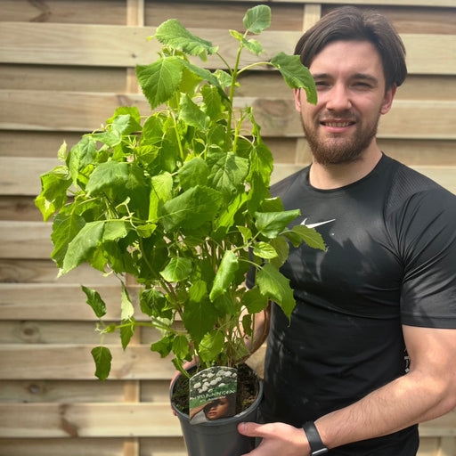 Hydrangea arborescens 'Annabelle' 9cm / 2L -