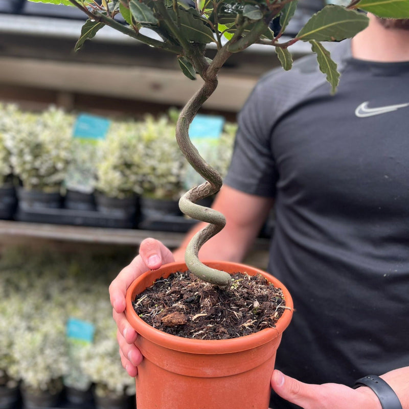 Corkscrew Twisted Stem Standard Bay Tree | Laurus nobilis | 50-60cm, 70-80cm (Multibuy Offers Available) -