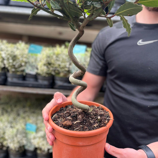 Corkscrew Twisted Stem Standard Bay Tree | Laurus nobilis | 50-60cm, 70-80cm (Multibuy Offers Available) -