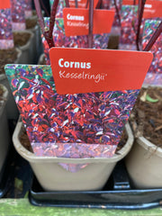 Cornus 'Kesselringii' - Black Stem Dogwood 1L / 2L -