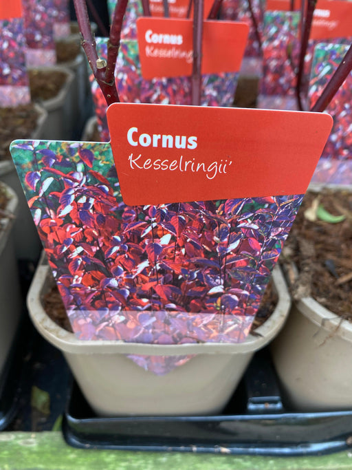 Cornus 'Kesselringii' - Black Stem Dogwood 1L / 2L -
