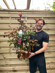 Photinia 'Magical Volcano' 5L (Multibuy Offers Available) -