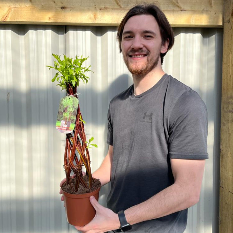 Salix - Living Braided Willow Tree Sculpture (55-60cm -