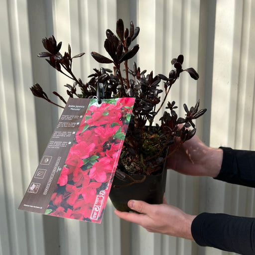 Azalea Japonica 'Manuska' 2L -