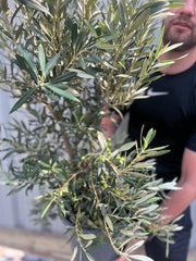 Olive Bush | Olea Europeana (3 Sizes Available) 50-110cm -