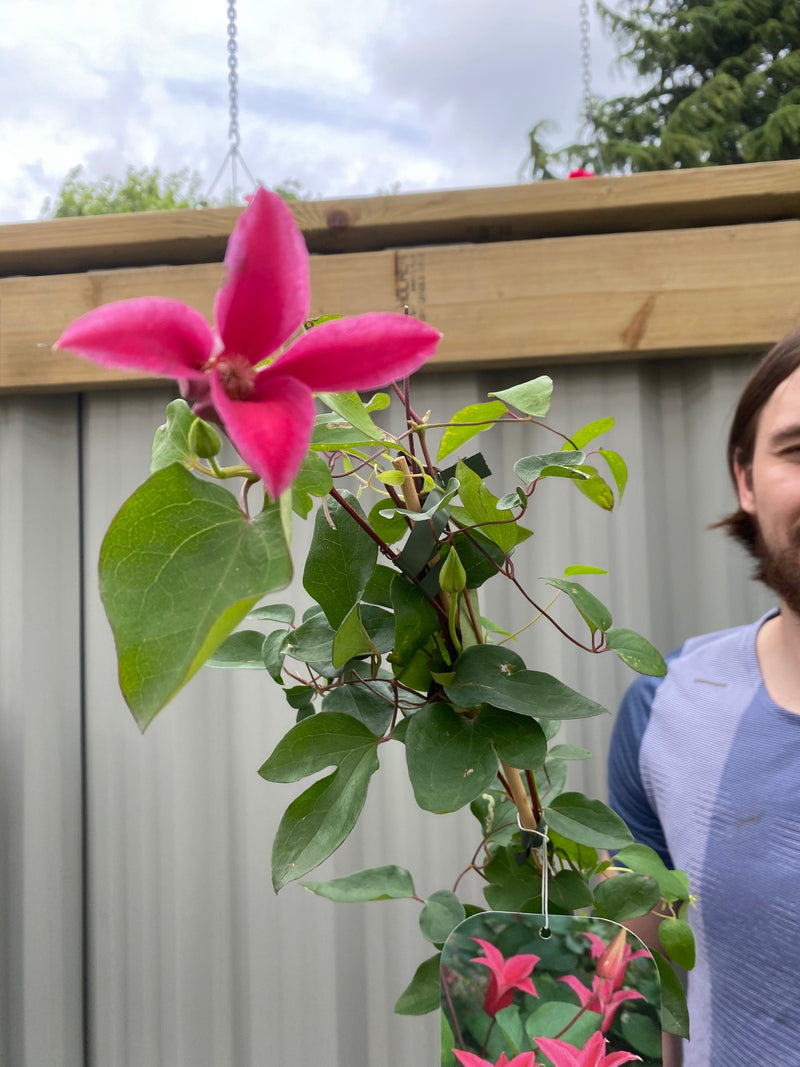 Clematis 'Princess Diana' 70cm -