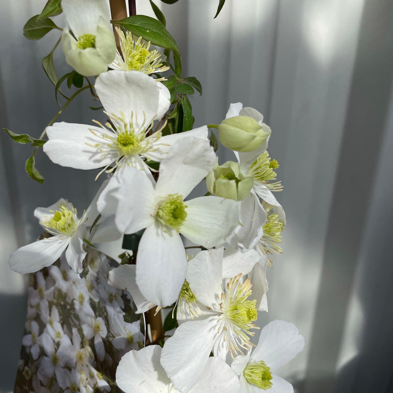 Clematis 'Spring Joy' -