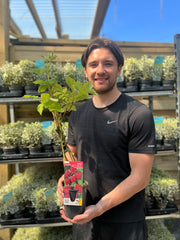 Raspberry 'Malling Promise' 1L -