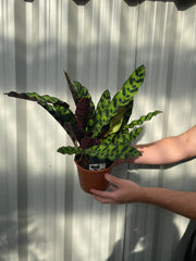 Calathea lancifolia 50cm -