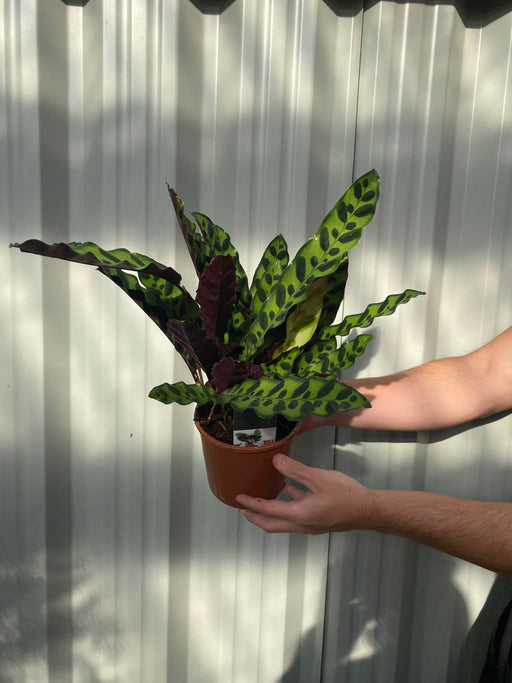 Calathea lancifolia 50cm -
