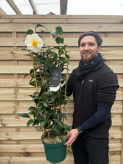 Camellia on frame 'Silver Waves' 5L (100cm) -