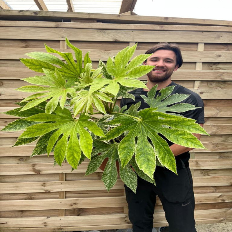Fatsia japonica 'Spider's Web' 9cm-7.5L -
