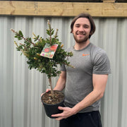 Standard Callistemon - Bottle Brush (70-80cm) -