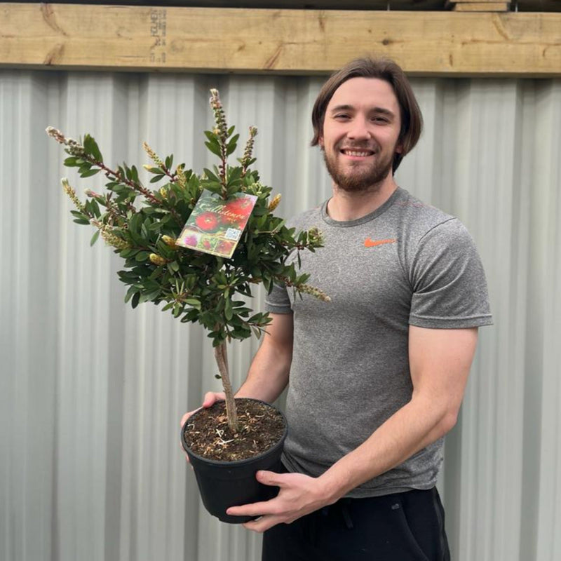 Standard Callistemon - Bottle Brush (70-80cm) -