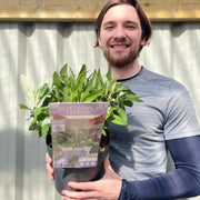 Buddleja 'Butterfly Candy Little Lila' 9cm/1L/3L -