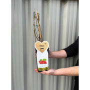 Red currant bush 'Jonkheer van Tets' 2L / 4L -