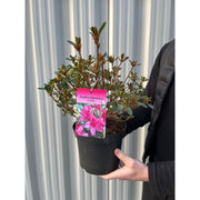 Azalea 'Violetta' 2L -