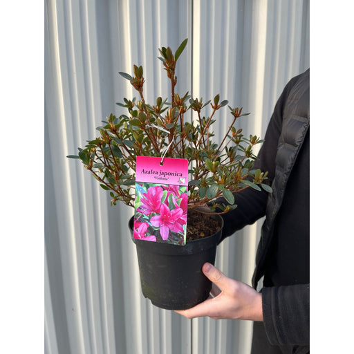 Azalea 'Violetta' 2L -