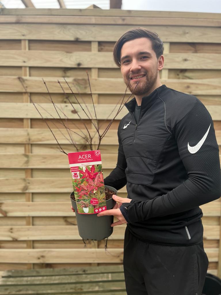 Acer palmatum Beni-maiko 3L -