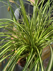 Carex Grass Oshimensis - 'Evergold' 2L -