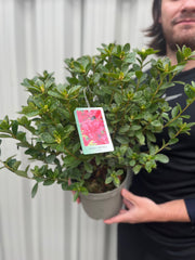 Azalea japonica 'Agadir' 1.5L -