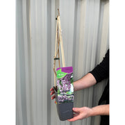 Wisteria floribunda 'Rosea' (Pink) 60cm -