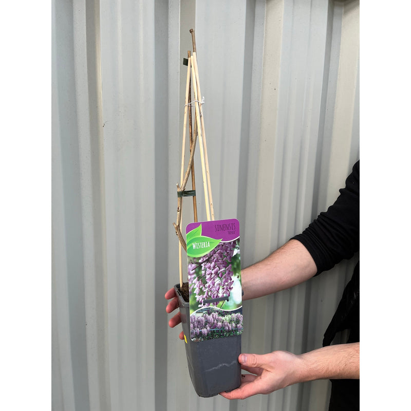 Wisteria floribunda 'Rosea' (Pink) 60cm -