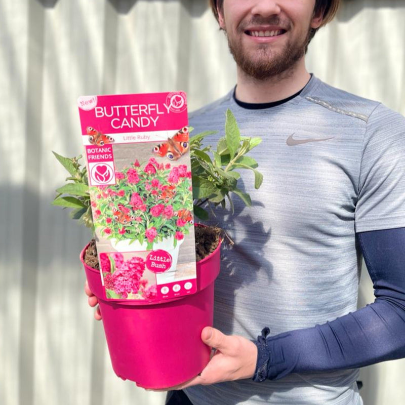 Buddleja Butterfly Candy 'Little Pink' 9cm/1L/2L/3L -