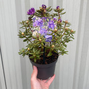 Dwarf Rhododendron 'Purple Pillow' 1L -