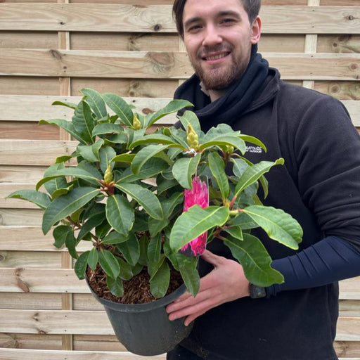 Rhododendron hybride 'Maxi Rose' 5L -