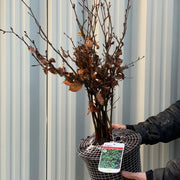 Fagus - Beech Hedging (10 Plants) -