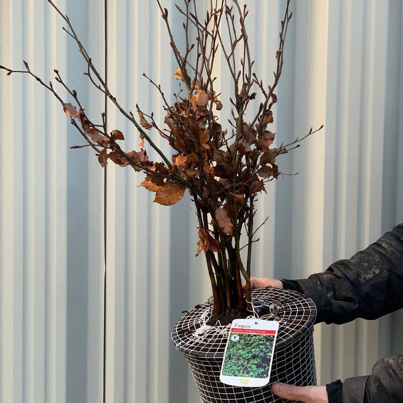 Fagus - Beech Hedging (10 Plants) -
