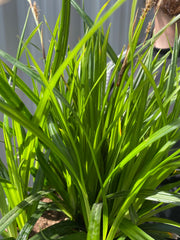 Carex oshimensis 'Irish Green' 2L / 3L -