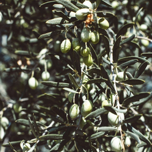 Established Olive Ball 55L (Olea Europeana) -