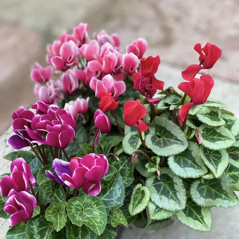 Cyclamen Mix of 3 Plants (3 x 9cm Pots) -
