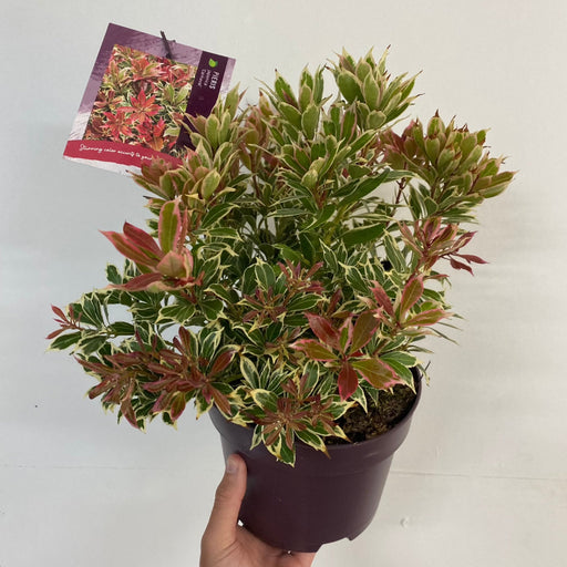 Pieris japonica Carnaval 1.5L -