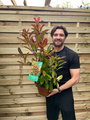 Photinia x fraseri 'Red Robin' -