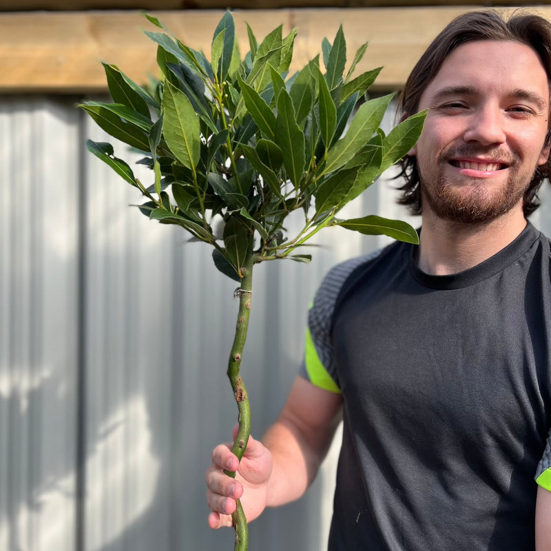 Twisted Stem Standard Bay Tree | Laurus nobilis | 90-100cm / 3FT (Multibuy Offers Available) -