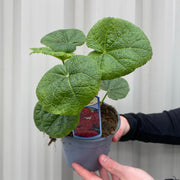 Mix of 3 Holly Hock (3 x 9cm Pot) -