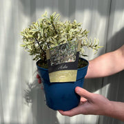 Hebe 'Eyecatcher' 2L -