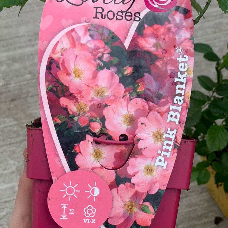 Patio Roses - Pink Blanket -