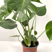 Monstera Deliciosa (Swiss Cheese) (50-60cm) -