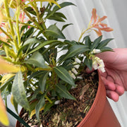 Pieris japonica Forest Flame (2 sizes available) -