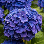 Hydrangea macrophylla 'Blue Ball' 9cm-5L -
